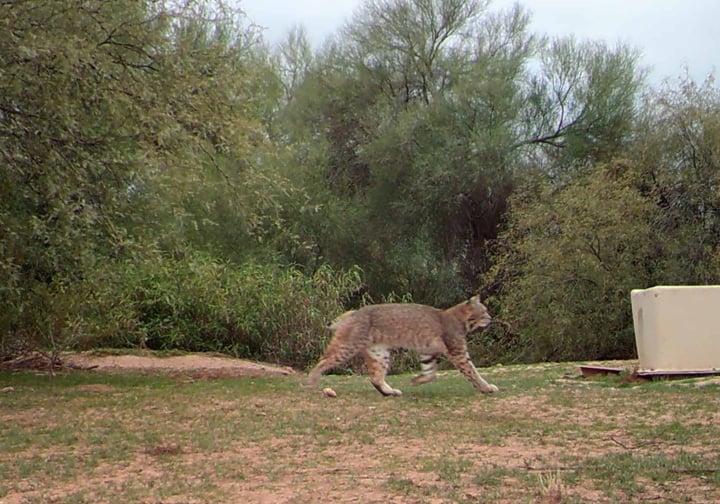 Providing a space for local biodiversity to thrive