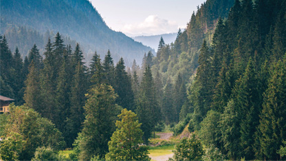 A forest of vivid green trees. 
