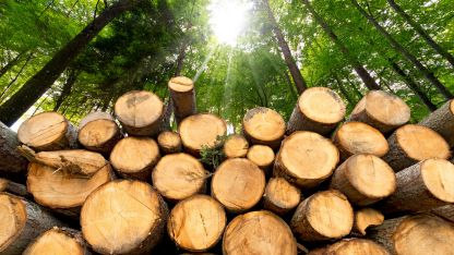 A stack of logs resting on the forest floor, surrounded by trees and foliage.